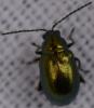 Altica sp.